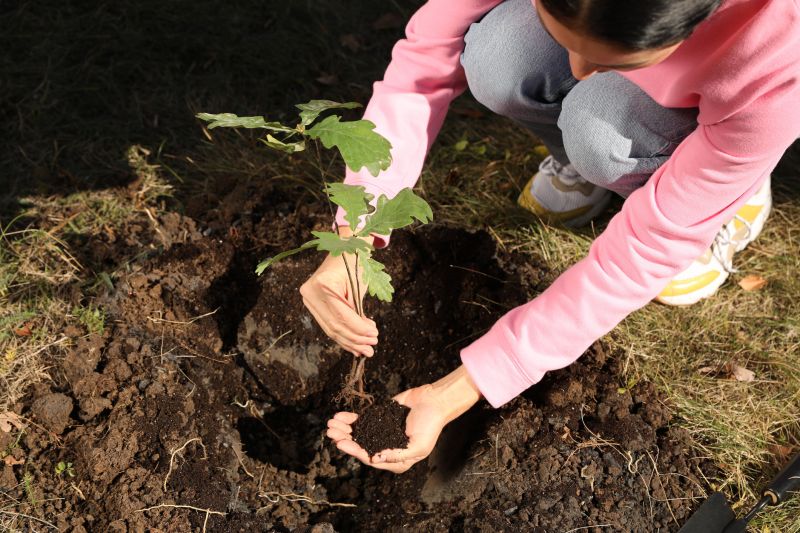 Pine Tree Planting in Honolulu, HI