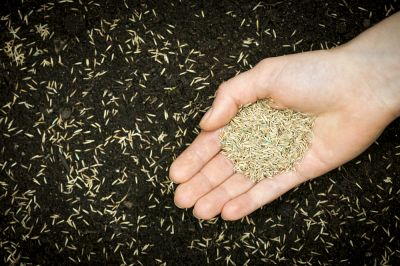 Get Grass Seeding to Repair Your Lawn!