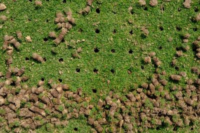 Get Aerating Service to Repair Your Lawn!